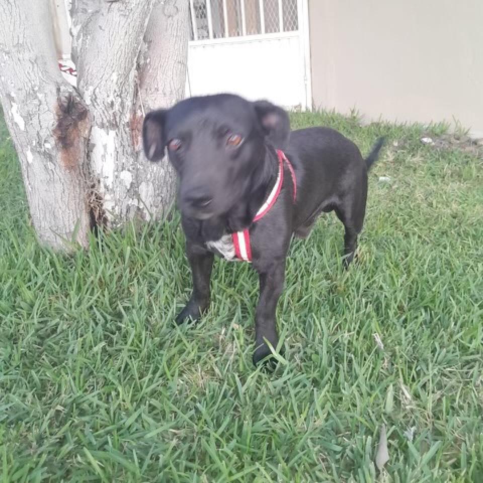 Valente