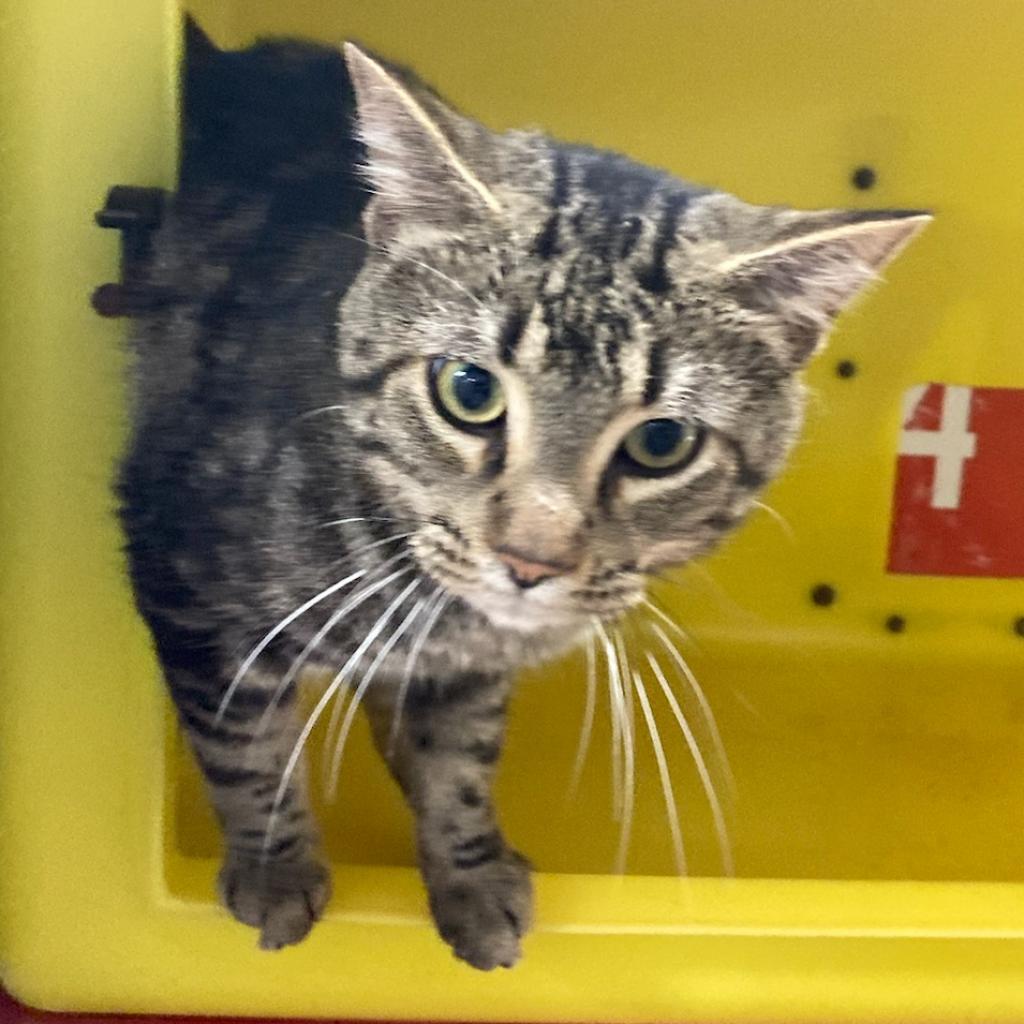 Perry, an adoptable Domestic Short Hair in North Battleford, SK, S9A 2M7 | Photo Image 1