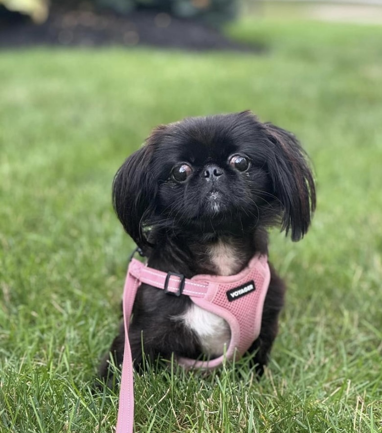 Amethyst, an adoptable Pekingese in Tipp City, OH, 45371 | Photo Image 1