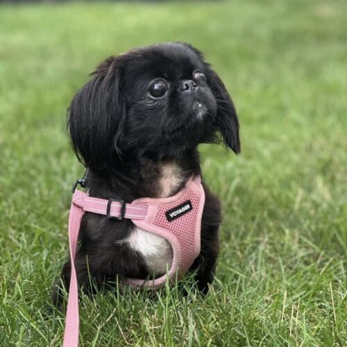 Amethyst, an adoptable Pekingese in Tipp City, OH, 45371 | Photo Image 2