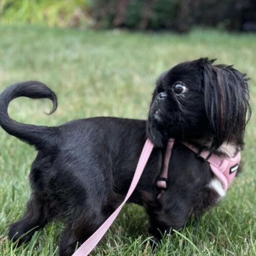 Amethyst, an adoptable Pekingese in Tipp City, OH, 45371 | Photo Image 3