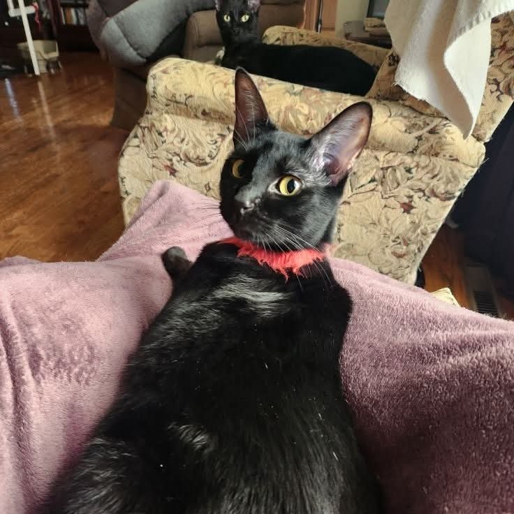 Strawberry Moon, an adoptable Domestic Short Hair in Greenwood, MO, 64034 | Photo Image 1