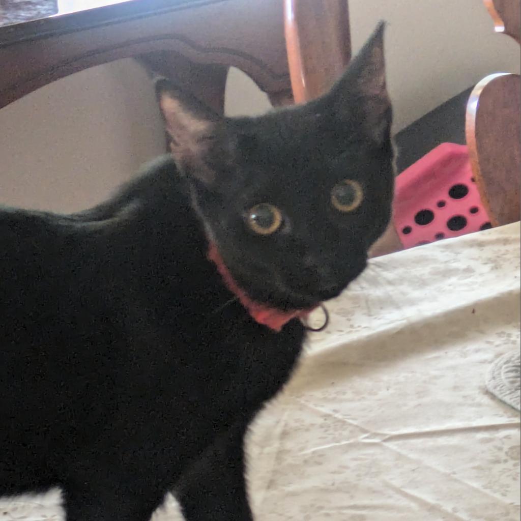 Strawberry Moon, an adoptable Domestic Short Hair in Greenwood, MO, 64034 | Photo Image 2