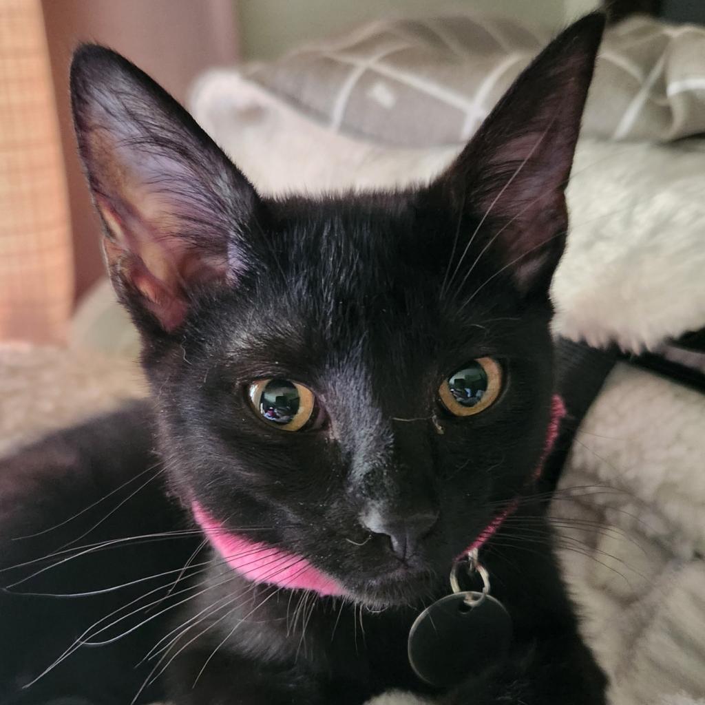 Strawberry Moon, an adoptable Domestic Short Hair in Greenwood, MO, 64034 | Photo Image 3