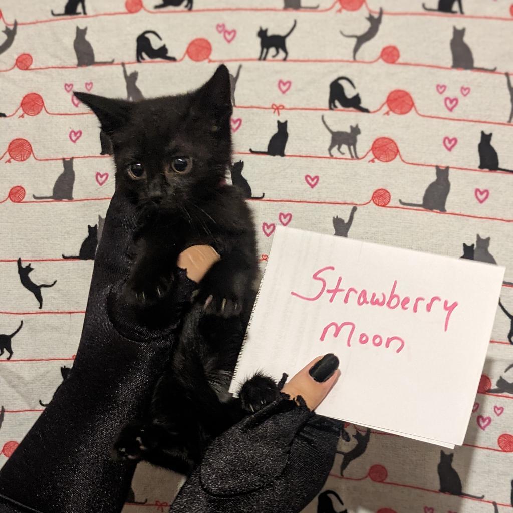 Strawberry Moon, an adoptable Domestic Short Hair in Greenwood, MO, 64034 | Photo Image 4