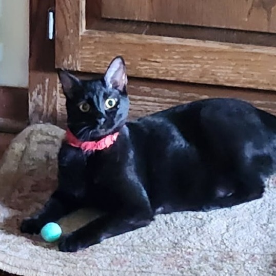 Strawberry Moon, an adoptable Domestic Short Hair in Greenwood, MO, 64034 | Photo Image 5