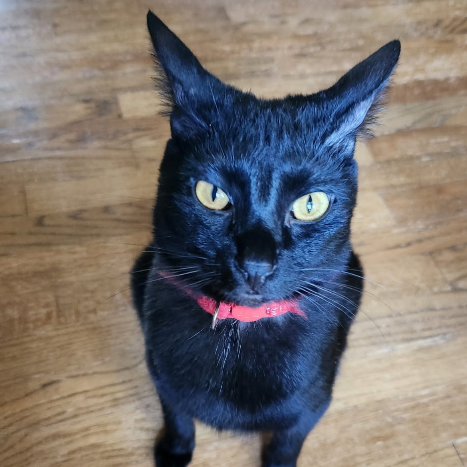 Strawberry Moon, an adoptable Domestic Short Hair in Greenwood, MO, 64034 | Photo Image 6