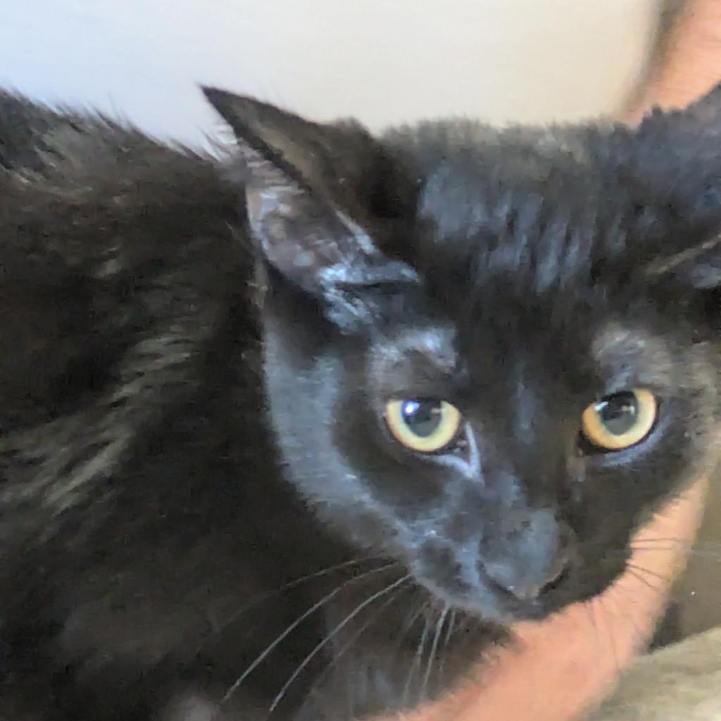 Buck Moon, an adoptable Domestic Short Hair in Greenwood, MO, 64034 | Photo Image 1