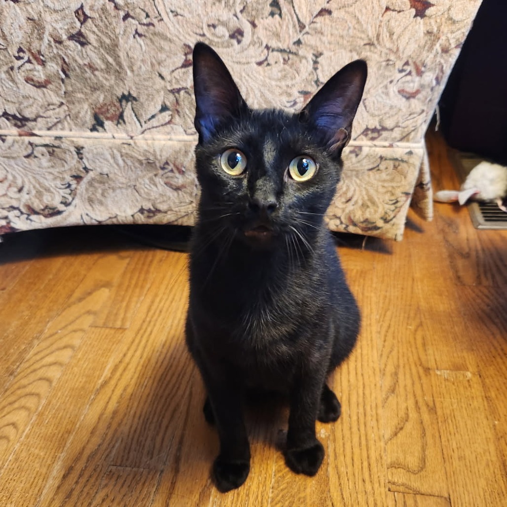 Buck Moon, an adoptable Domestic Short Hair in Greenwood, MO, 64034 | Photo Image 1