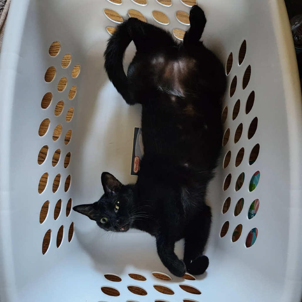 Buck Moon, an adoptable Domestic Short Hair in Greenwood, MO, 64034 | Photo Image 1