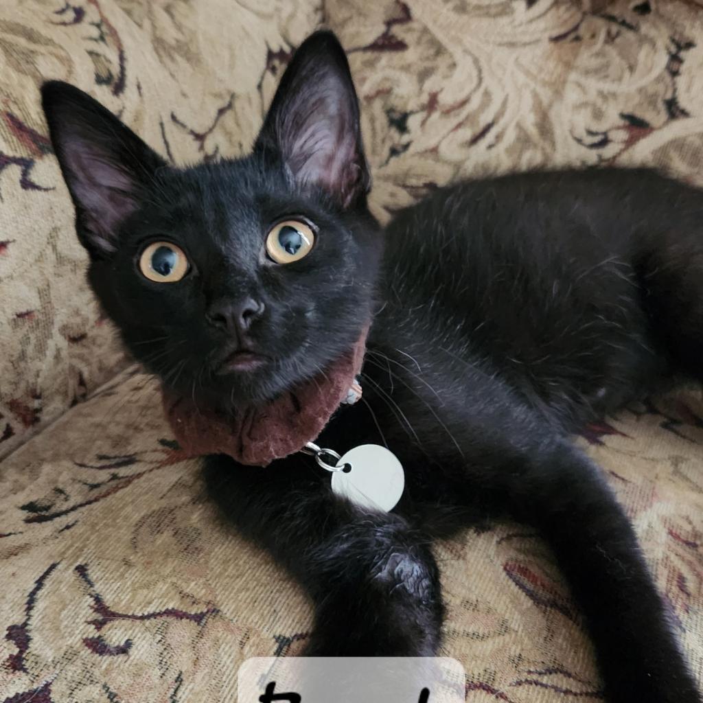 Buck Moon, an adoptable Domestic Short Hair in Greenwood, MO, 64034 | Photo Image 3