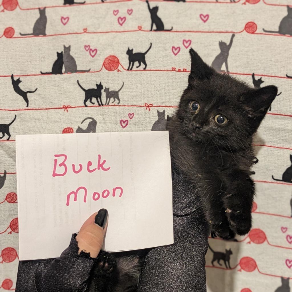 Buck Moon, an adoptable Domestic Short Hair in Greenwood, MO, 64034 | Photo Image 4
