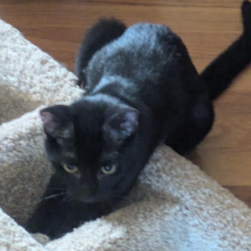 Snow Moon, an adoptable Domestic Short Hair in Greenwood, MO, 64034 | Photo Image 1