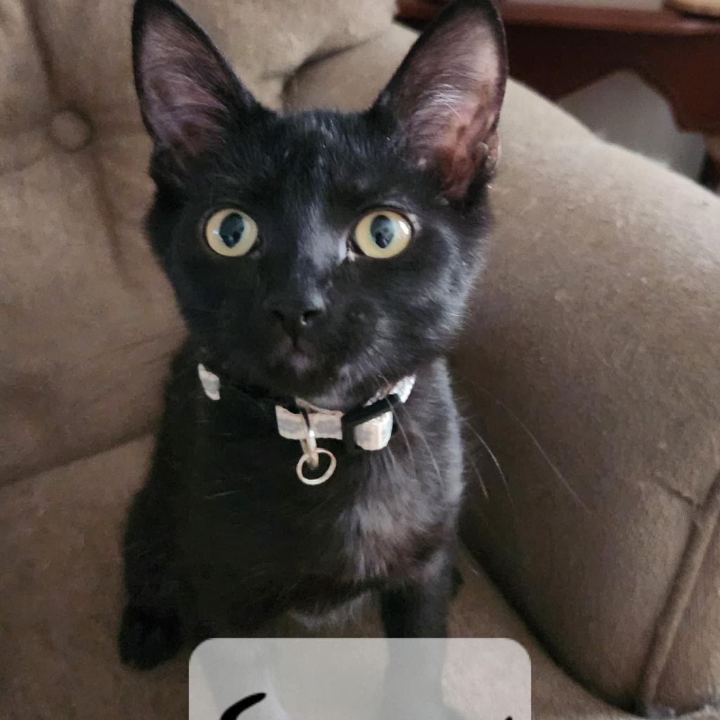 Snow Moon, an adoptable Domestic Short Hair in Greenwood, MO, 64034 | Photo Image 2