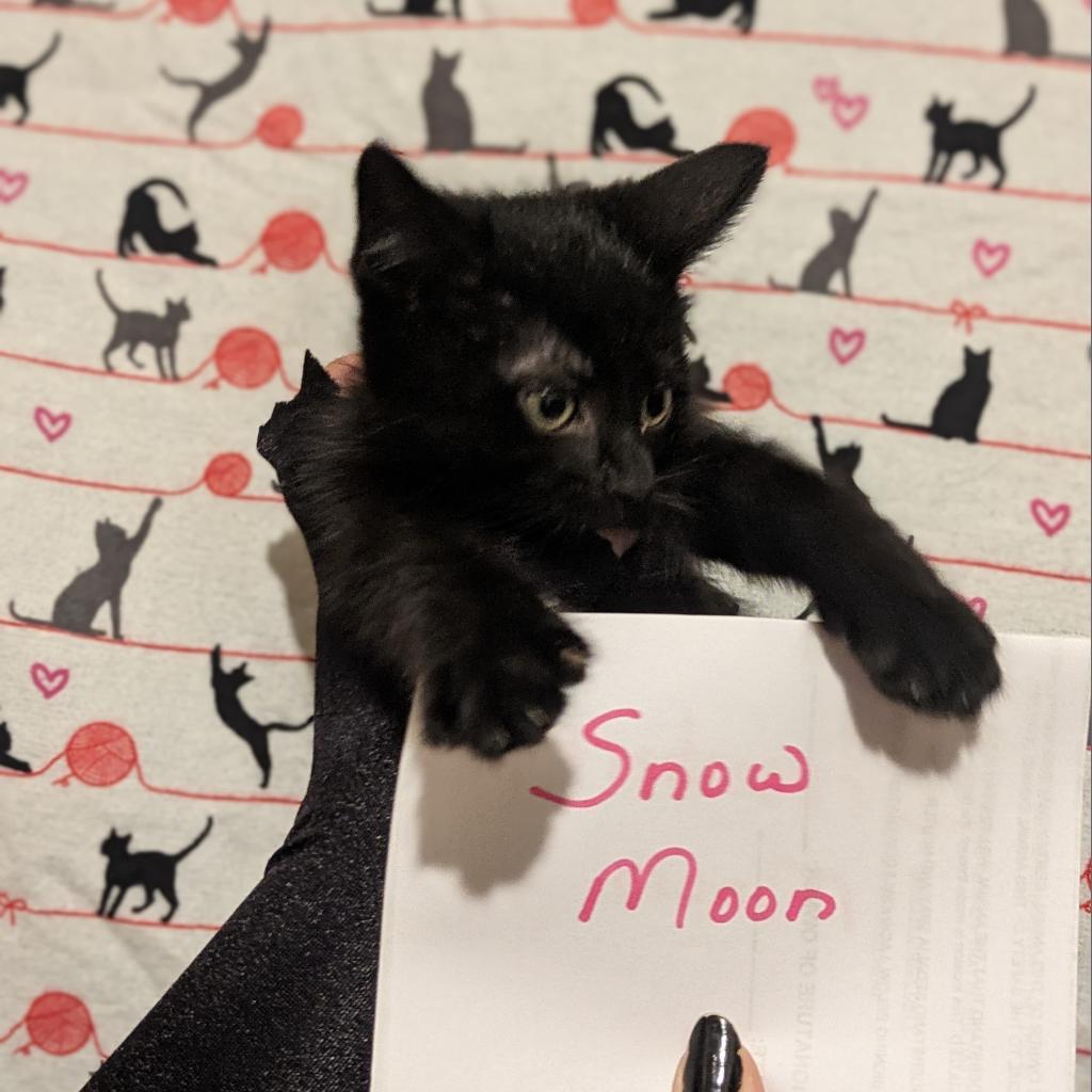 Snow Moon, an adoptable Domestic Short Hair in Greenwood, MO, 64034 | Photo Image 3