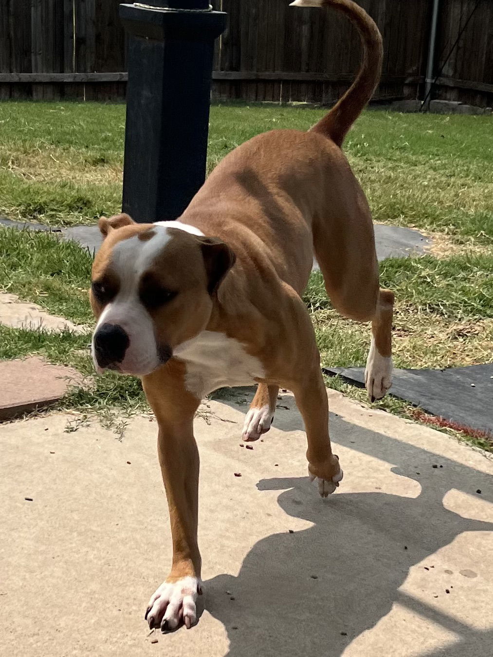 Precious, an adoptable Pit Bull Terrier, Terrier in Duluth, MN, 55807 | Photo Image 3