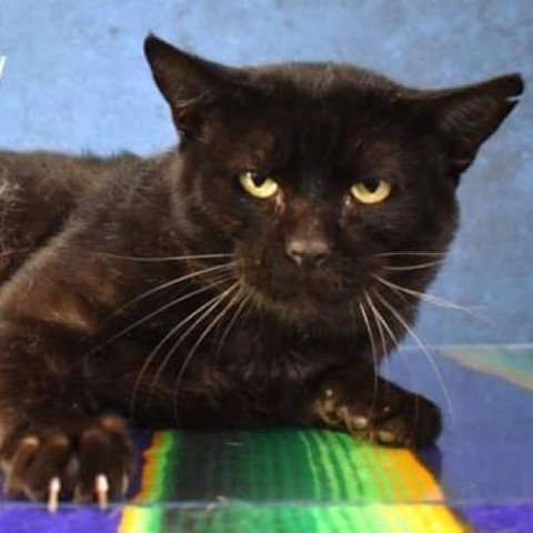 Brambleclaw, an adoptable Domestic Short Hair in Yuma, AZ, 85365 | Photo Image 1