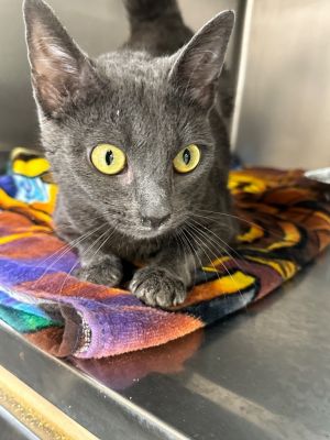 Clarice Domestic Short Hair Cat