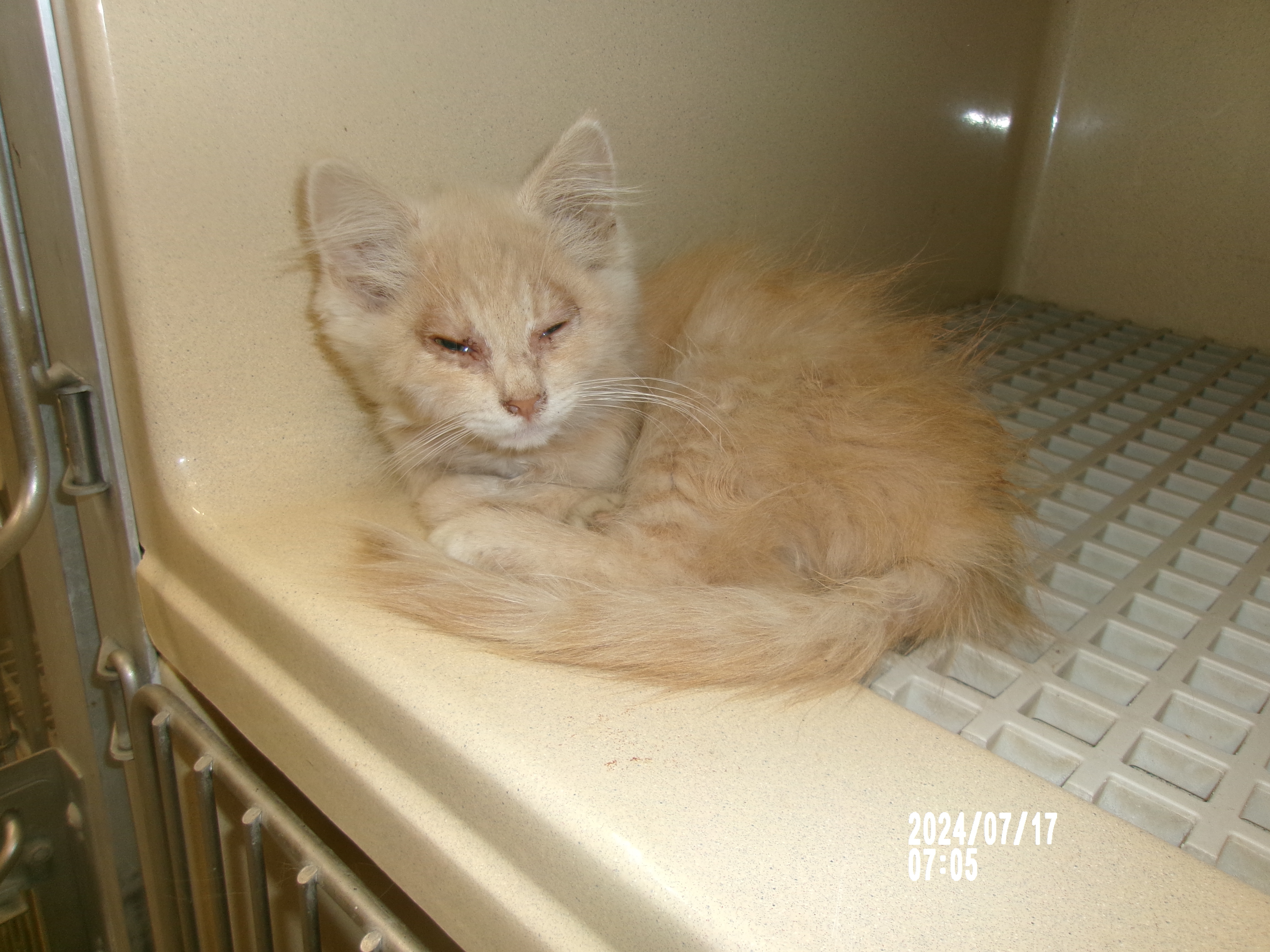 Putty Cat, an adoptable Domestic Short Hair in Clovis, NM, 88101 | Photo Image 1