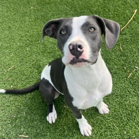 Constantine- Friendly&Sweet, Likes dogs and people! Adopt $25!, an adoptable Pit Bull Terrier in Flagstaff, AZ, 86004 | Photo Image 1