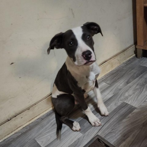 Constantine- Friendly&Sweet, Likes dogs and people! Adopt $25!, an adoptable Pit Bull Terrier in Flagstaff, AZ, 86004 | Photo Image 2