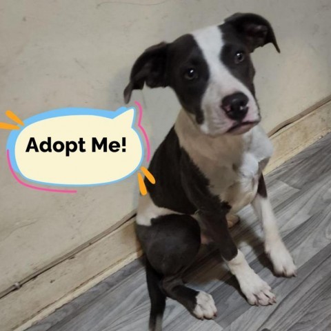 Constantine- Friendly&Sweet, Likes dogs and people! Adopt $25!, an adoptable Pit Bull Terrier in Flagstaff, AZ, 86004 | Photo Image 4