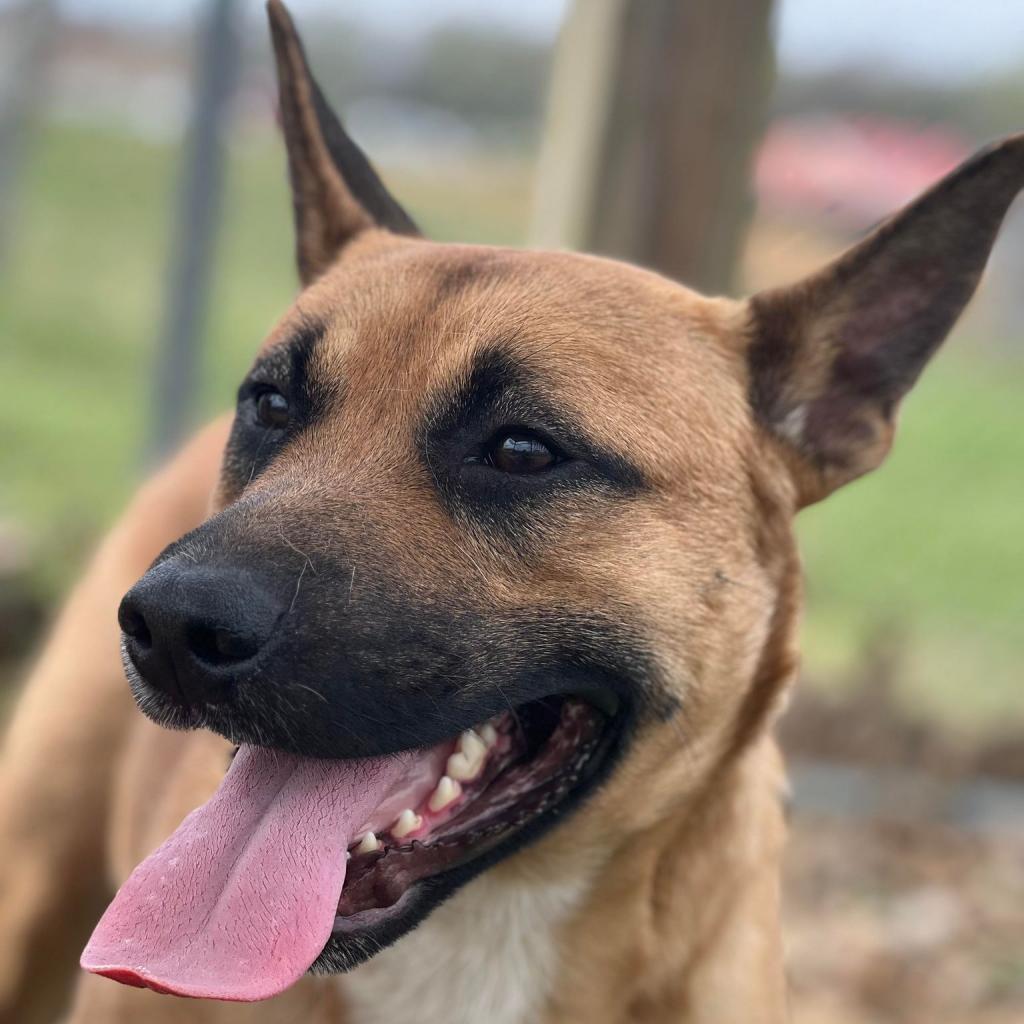 Rex