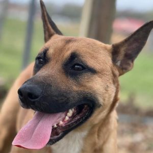 Rex, Adult Male Black Mouth Cur