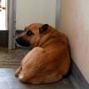 Rex photo 2