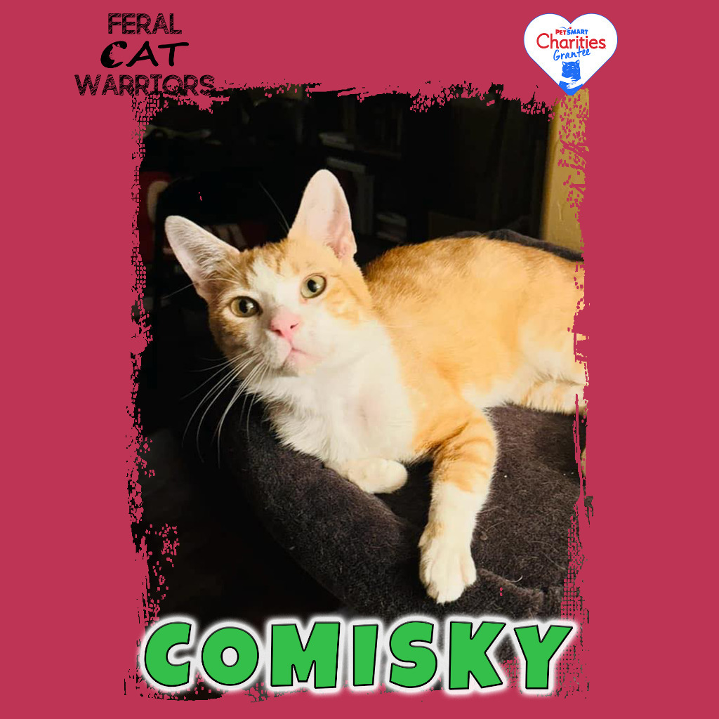 Comisky, an adoptable Domestic Short Hair in Kingman, AZ, 86401 | Photo Image 1