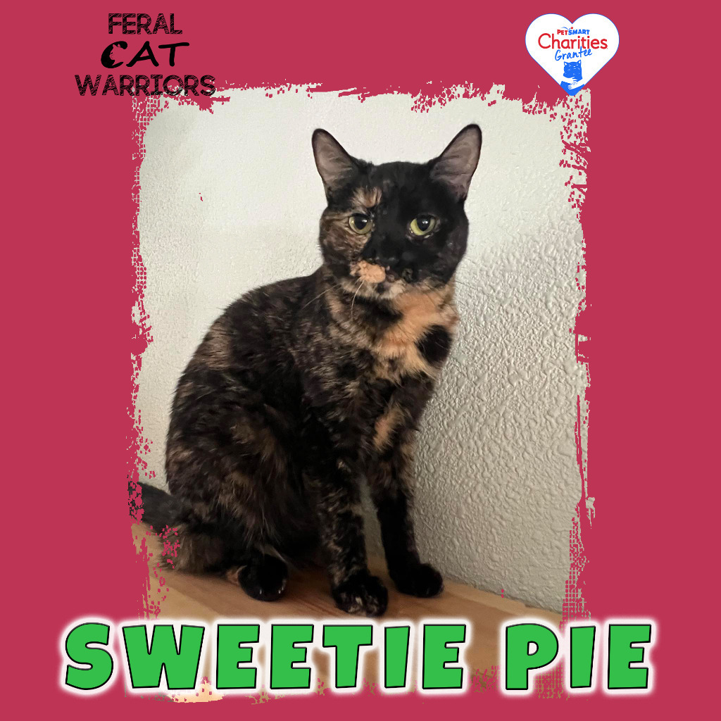 Sweetie Pie, an adoptable Domestic Short Hair in Kingman, AZ, 86401 | Photo Image 1