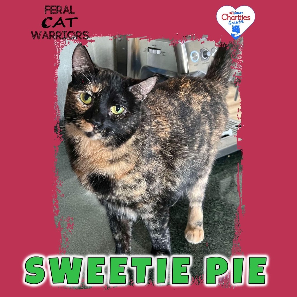 Sweetie Pie, an adoptable Domestic Short Hair in Kingman, AZ, 86401 | Photo Image 1