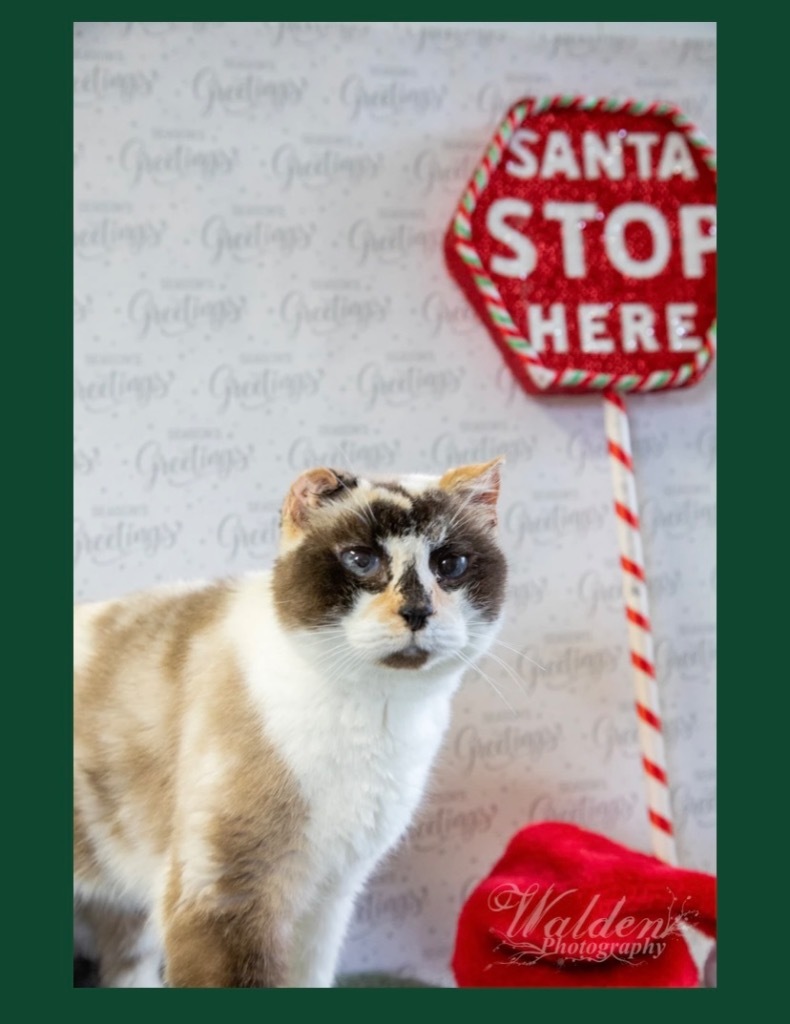 Kiki, an adoptable Calico in Eufaula, AL, 36027 | Photo Image 1
