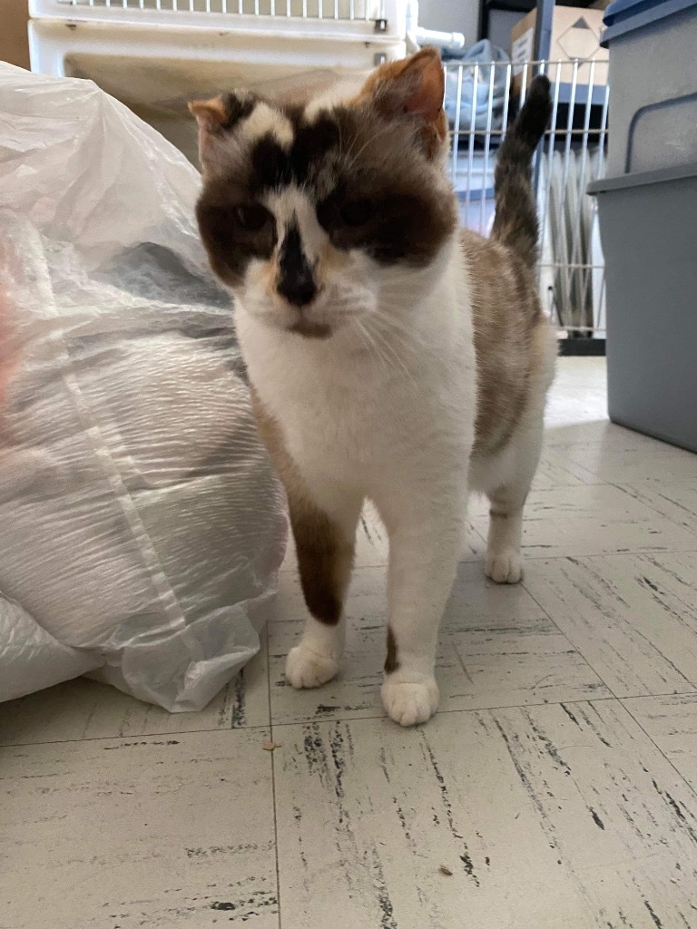 Kiki, an adoptable Calico in Eufaula, AL, 36027 | Photo Image 2