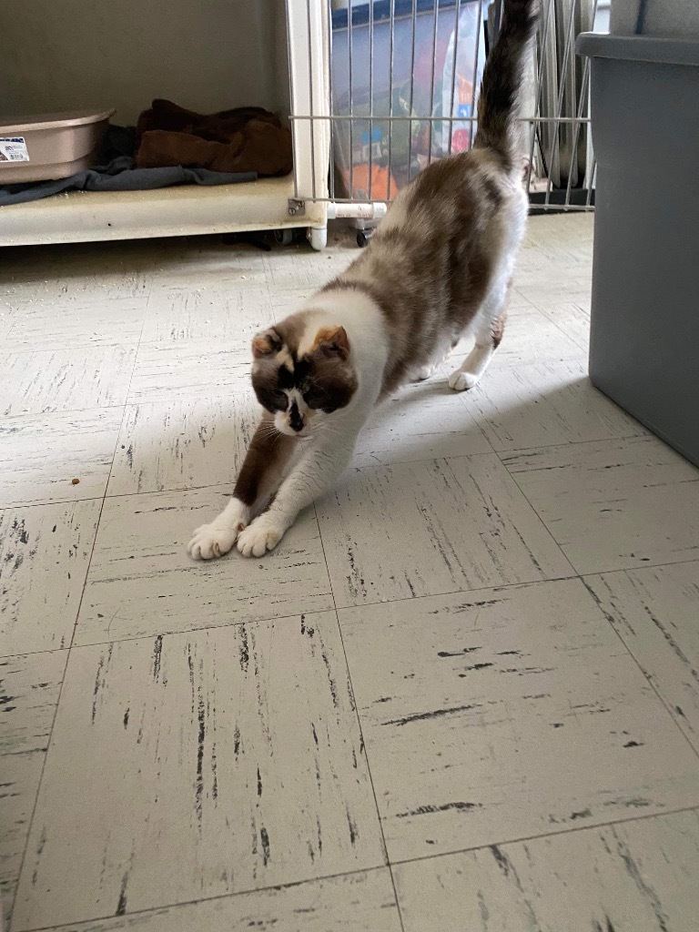 Kiki, an adoptable Calico in Eufaula, AL, 36027 | Photo Image 3