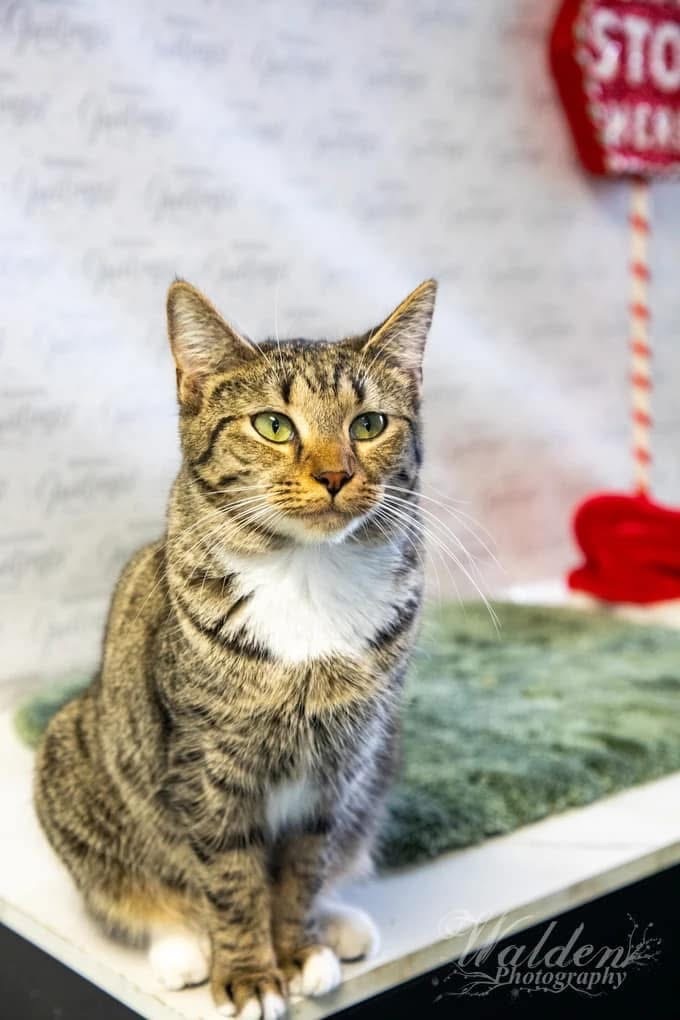 Grace, an adoptable Domestic Short Hair in Eufaula, AL, 36027 | Photo Image 1