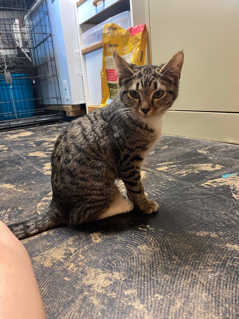 Grace, an adoptable Domestic Short Hair in Eufaula, AL, 36027 | Photo Image 2