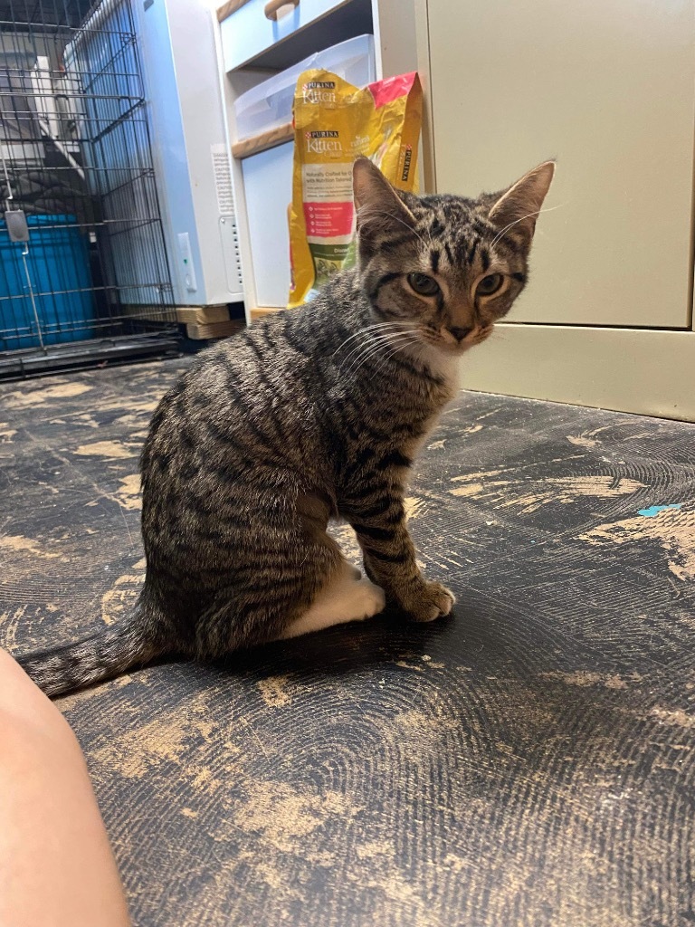 Grace, an adoptable Domestic Short Hair in Eufaula, AL, 36027 | Photo Image 3