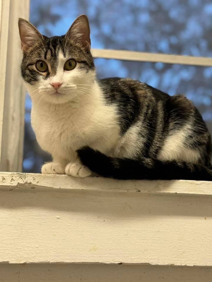 Lilly, an adoptable Domestic Short Hair in Eufaula, AL, 36027 | Photo Image 1