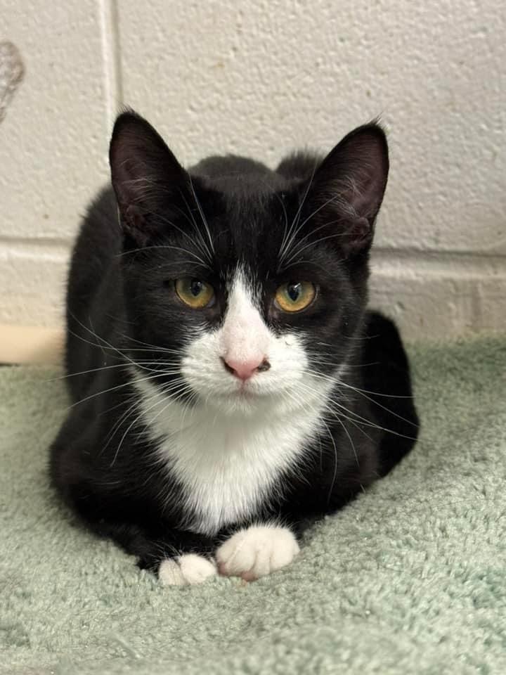 Jamie, an adoptable Domestic Short Hair in Eufaula, AL, 36027 | Photo Image 1