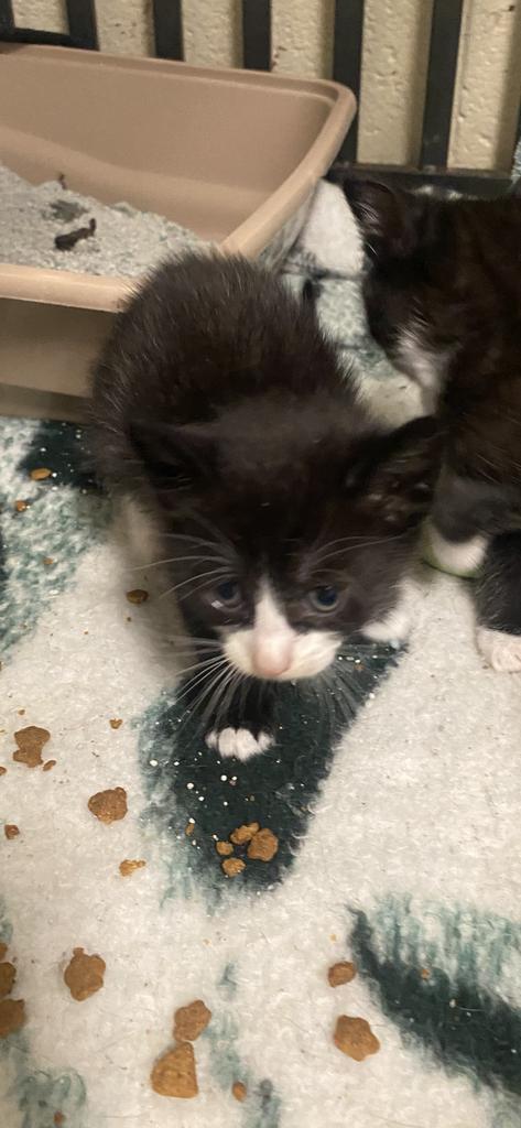 Jamie, an adoptable Domestic Short Hair in Eufaula, AL, 36027 | Photo Image 2