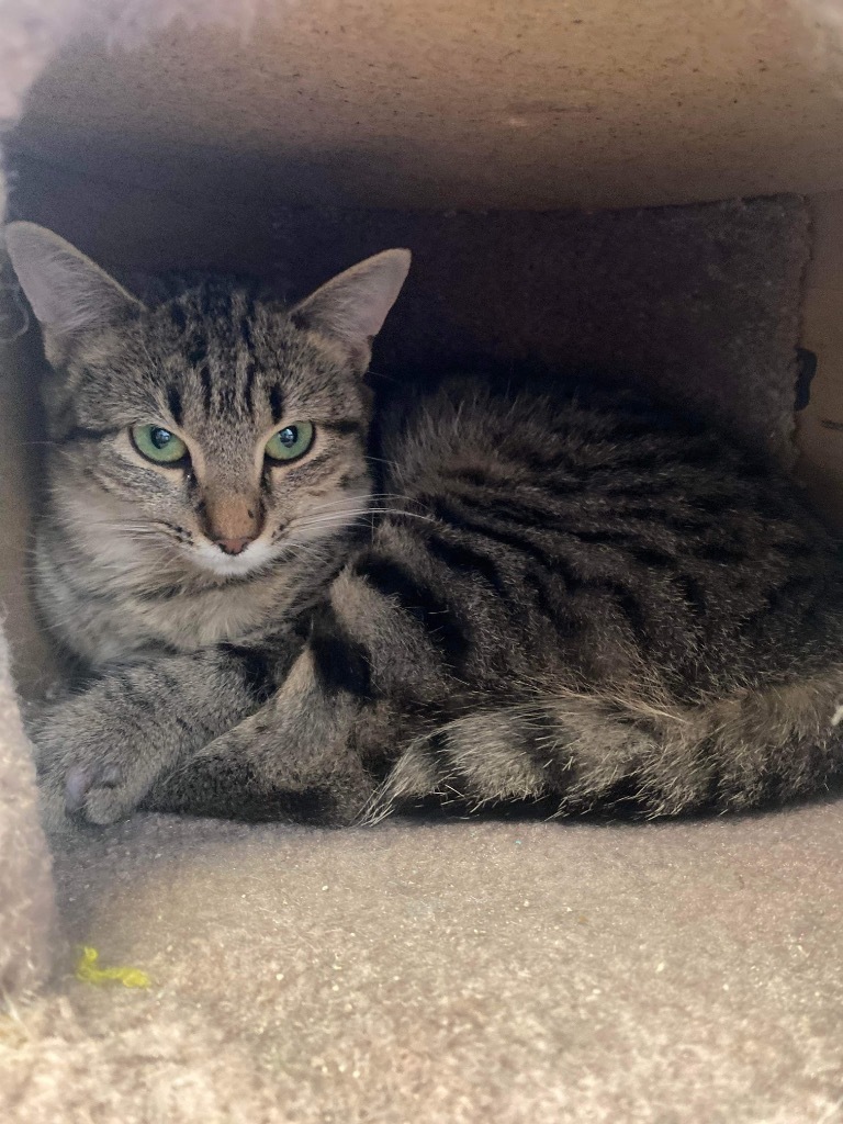 Spicy, an adoptable Domestic Short Hair in Eufaula, AL, 36027 | Photo Image 2