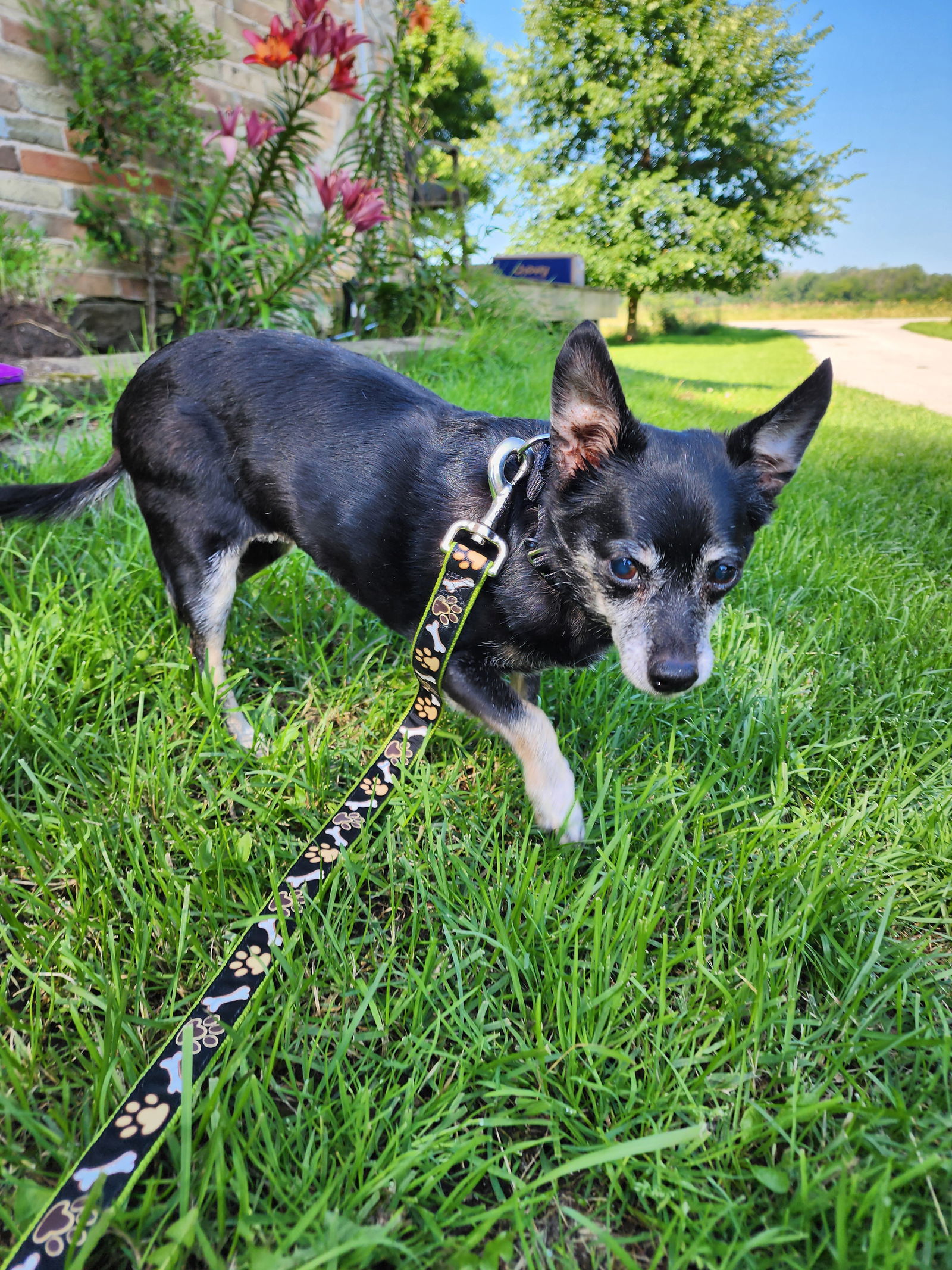 Shela, an adoptable Chihuahua in New London, WI, 54961 | Photo Image 4