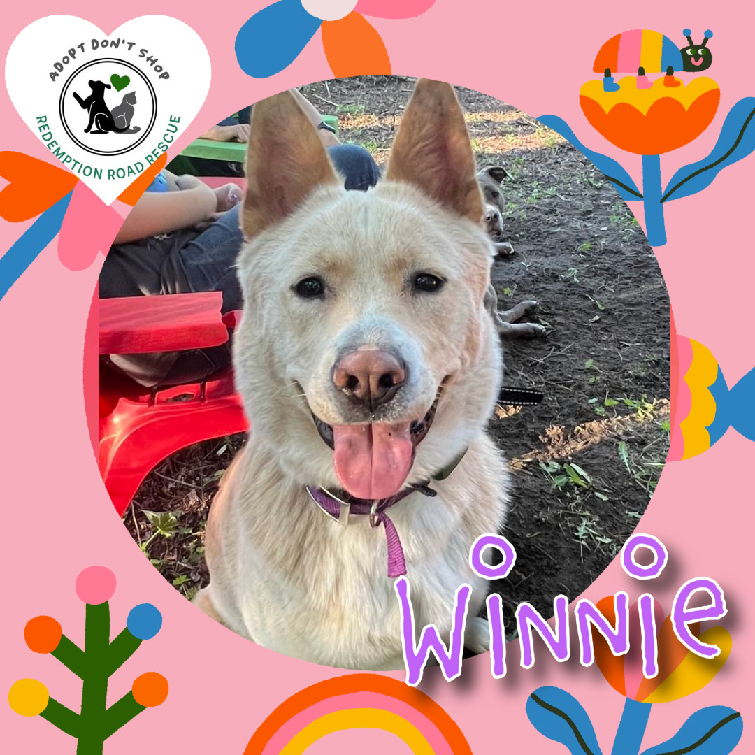 Winnie *FOSTER HOME NEEDED*, an adoptable Cattle Dog, Husky in Crystal, MN, 55428 | Photo Image 1
