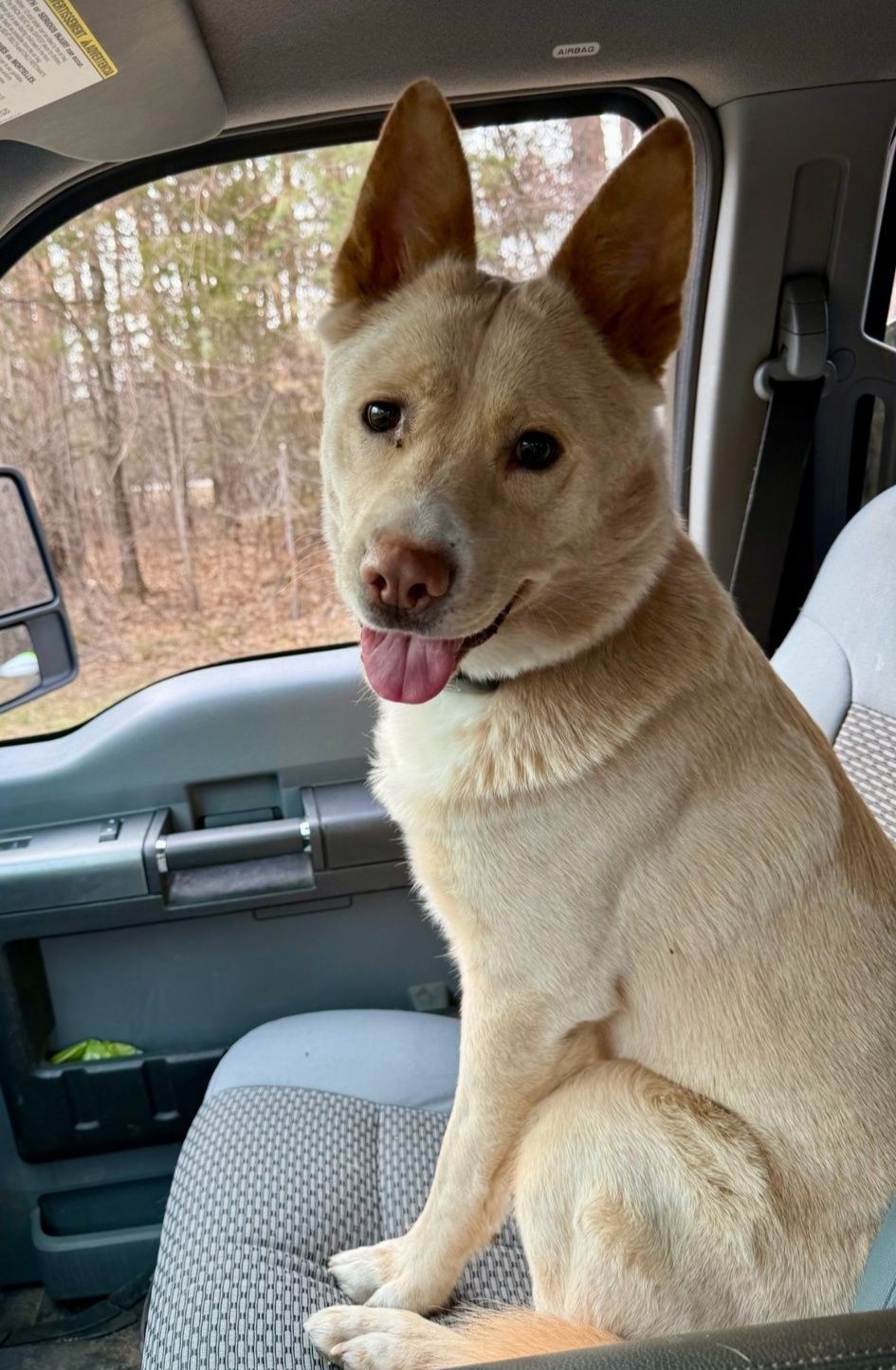 Winnie *FOSTER HOME NEEDED*, an adoptable Cattle Dog, Husky in Crystal, MN, 55428 | Photo Image 2
