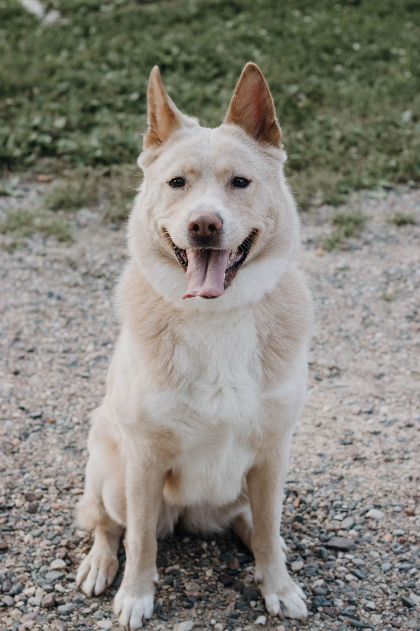 Winnie *FOSTER HOME NEEDED*, an adoptable Cattle Dog, Husky in Crystal, MN, 55428 | Photo Image 2