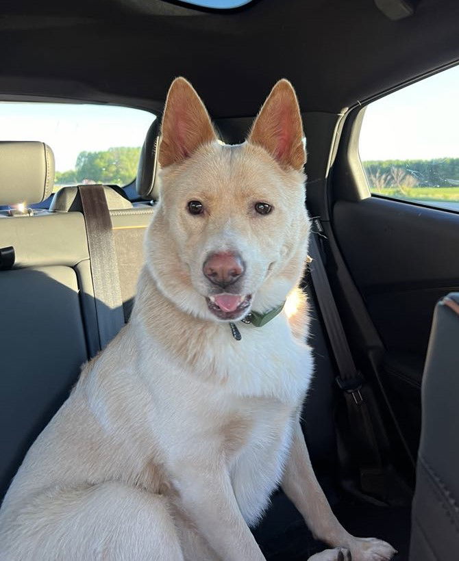 Winnie *FOSTER HOME NEEDED*, an adoptable Cattle Dog, Husky in Crystal, MN, 55428 | Photo Image 3