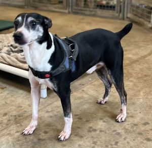 Screech +, Adult Male Terrier