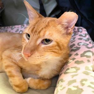 Stephen Allen, Senior Male Domestic Short Hair