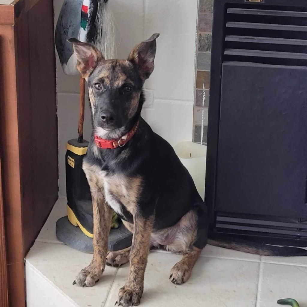 Taffy, an adoptable Mixed Breed in Lions Bay, BC, V0N 2E0 | Photo Image 1